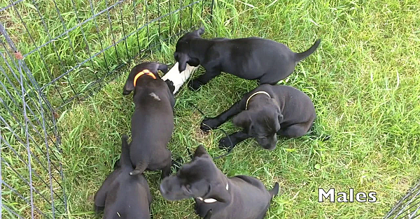 Lottie X Honker 5/9/19