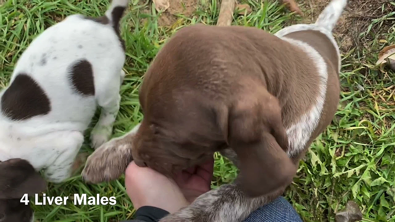 Aspen X Grouser Litter 6 Weeks Old