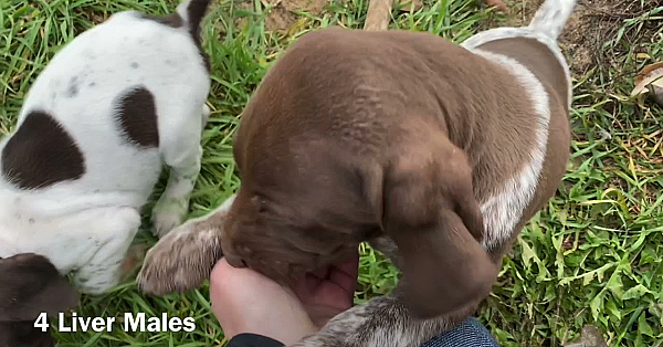 Aspen X Grouser Litter 6 Weeks Old