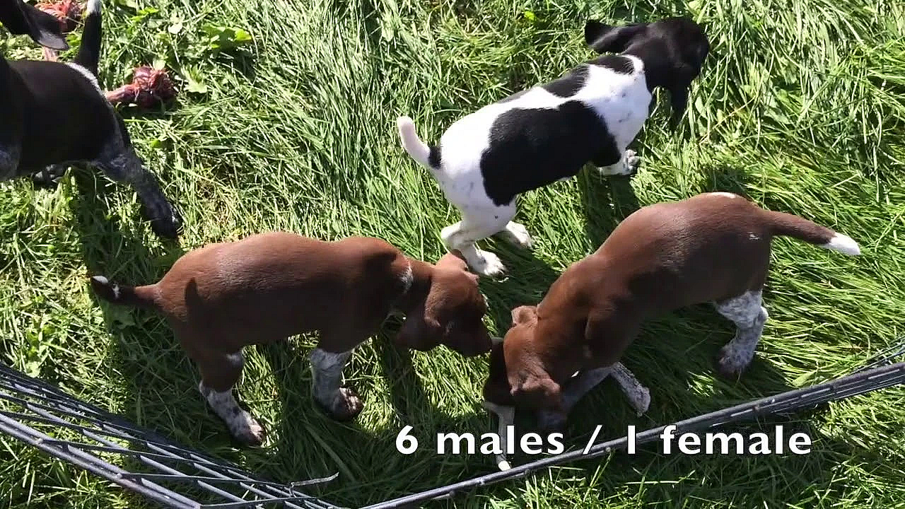 Millie X Drake Gsp Puppies