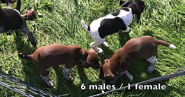 Millie X Drake Gsp Puppies