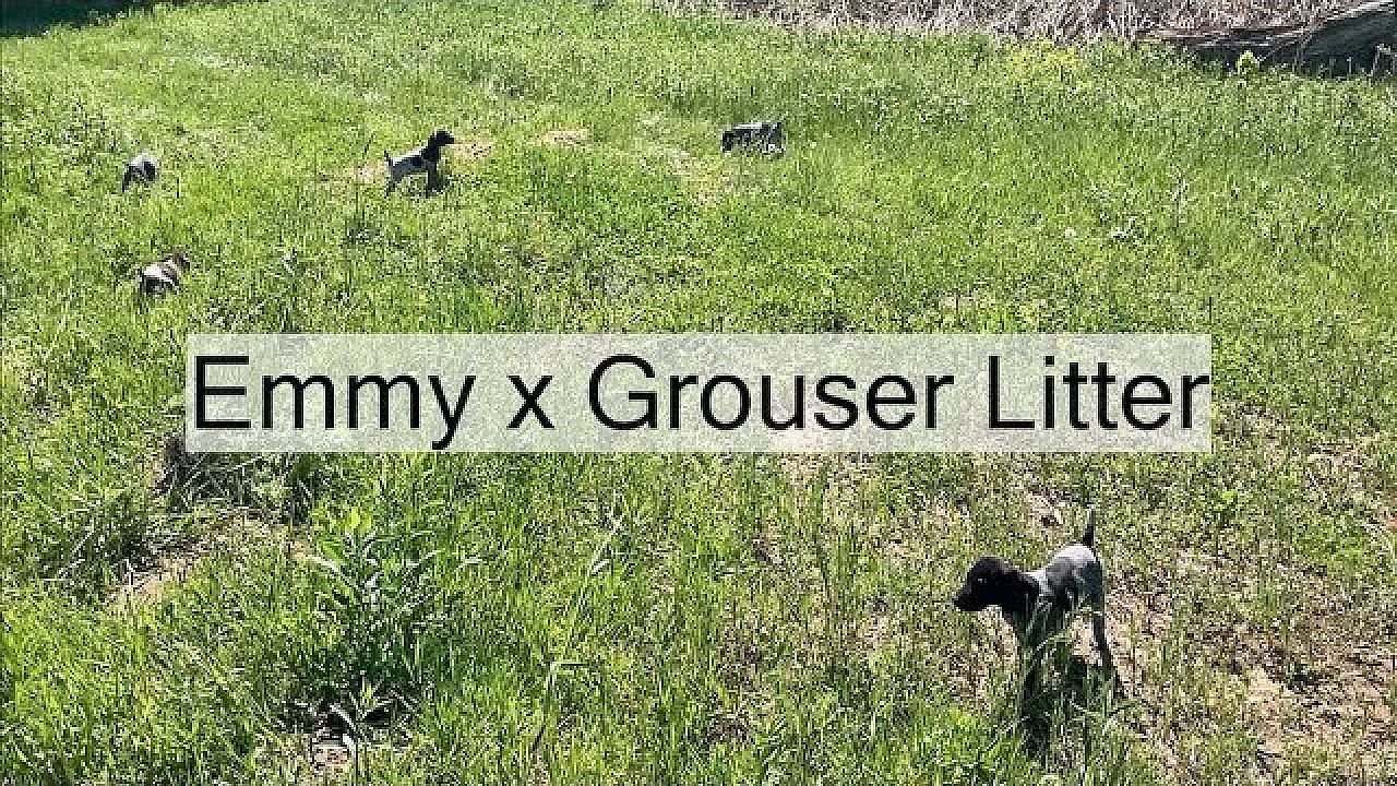 Emmy X Grouser Pups Explore And Play