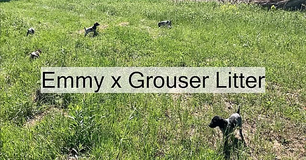 Emmy X Grouser Pups Explore And Play
