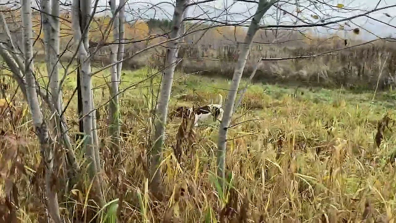 Willow Creek’s Flash Recall Quail