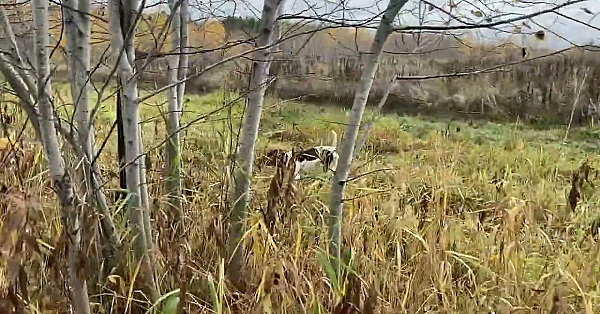 Willow Creek’s Flash Recall Quail