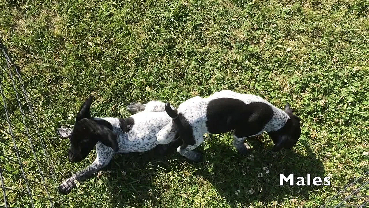 Brooke X Honker Gsp Puppies Born 5/13/19