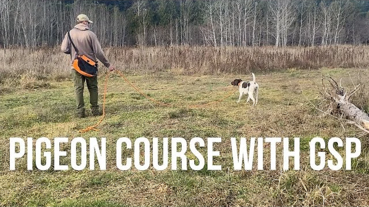 Pigeon Course With Gsp