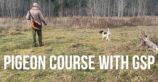 Pigeon Course With Gsp