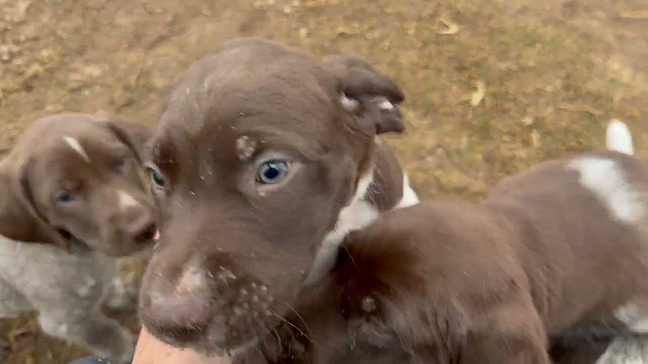 Rose X Grouser Litter Of Gsp Puppies - 6 Weeks Old