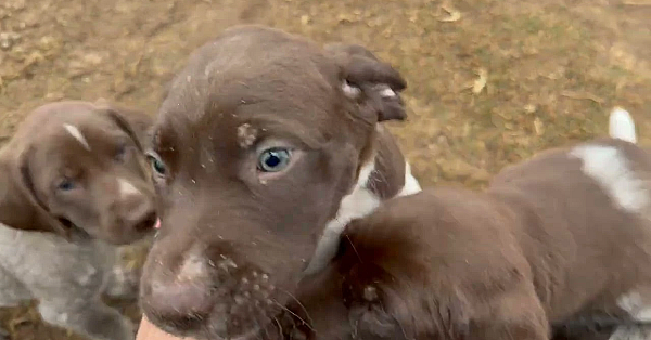 Rose X Grouser Litter Of Gsp Puppies - 6 Weeks Old