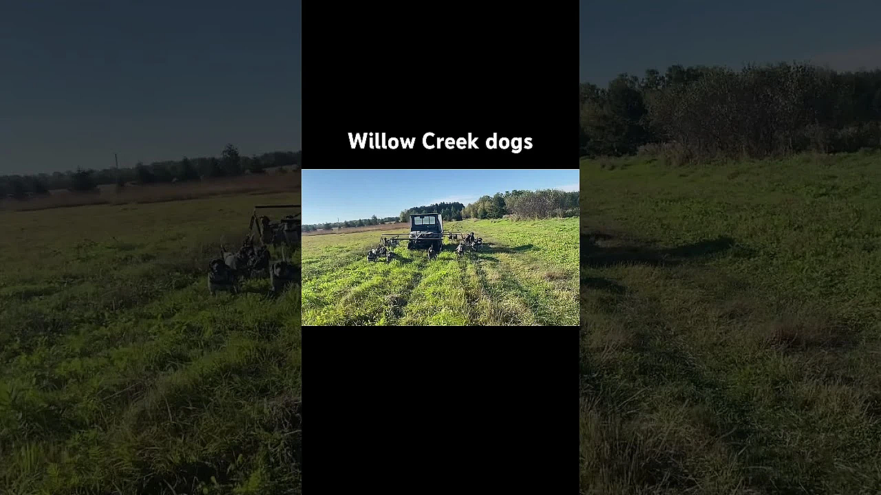 Found A Lot Of Birds This Morning