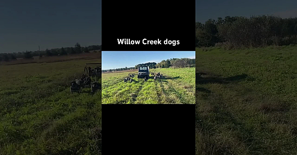 Found A Lot Of Birds This Morning