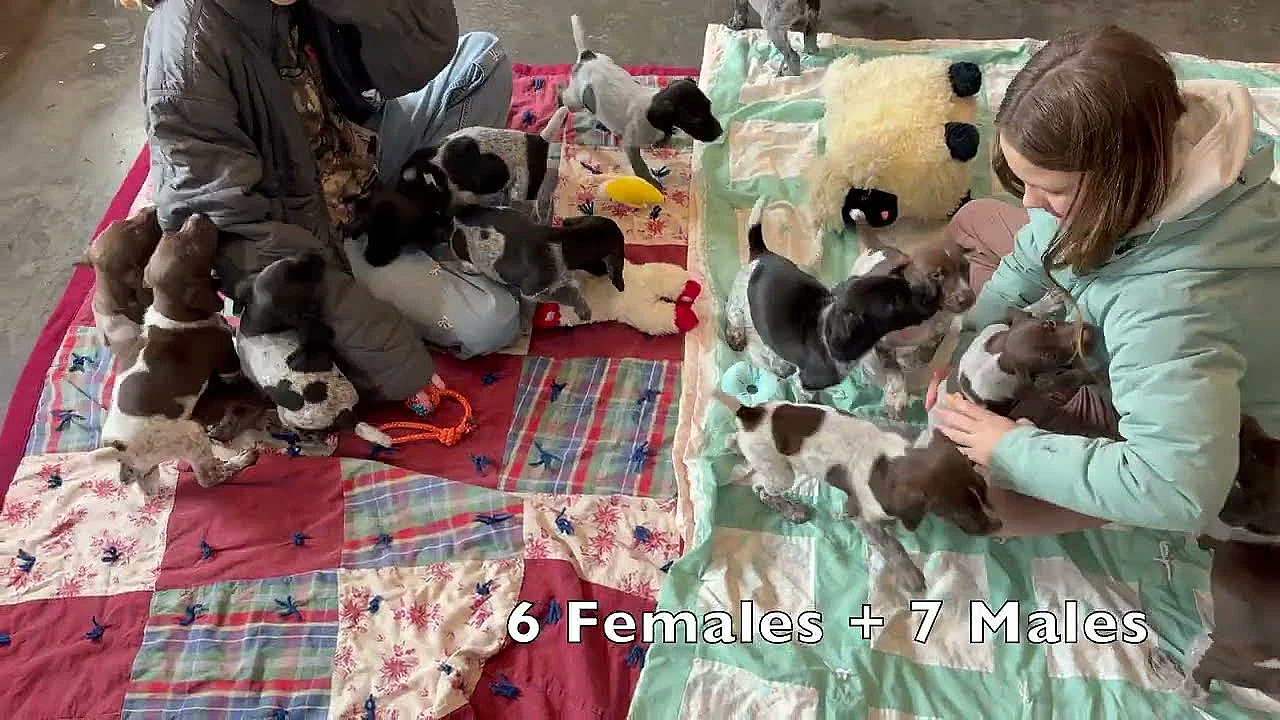 Big Litter Of 13 Gsp Puppies - Berry X Grouser