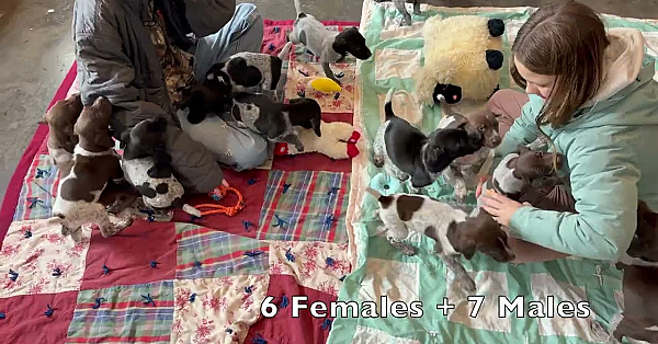 Big Litter Of 13 Gsp Puppies - Berry X Grouser