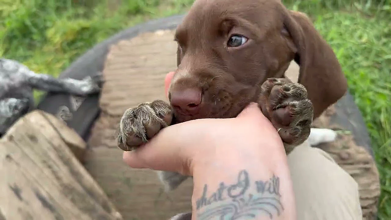 Rory X Aldo Gsp Puppies - 6 Weeks Old