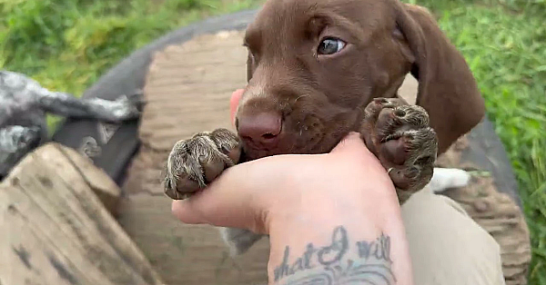 Rory X Aldo Gsp Puppies - 6 Weeks Old