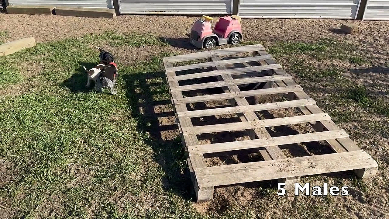 Gsp Puppies - 6 Wks Old - Gilly X Bob - Born 03 10 24