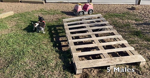 Gsp Puppies - 6 Wks Old - Gilly X Bob - Born 03 10 24