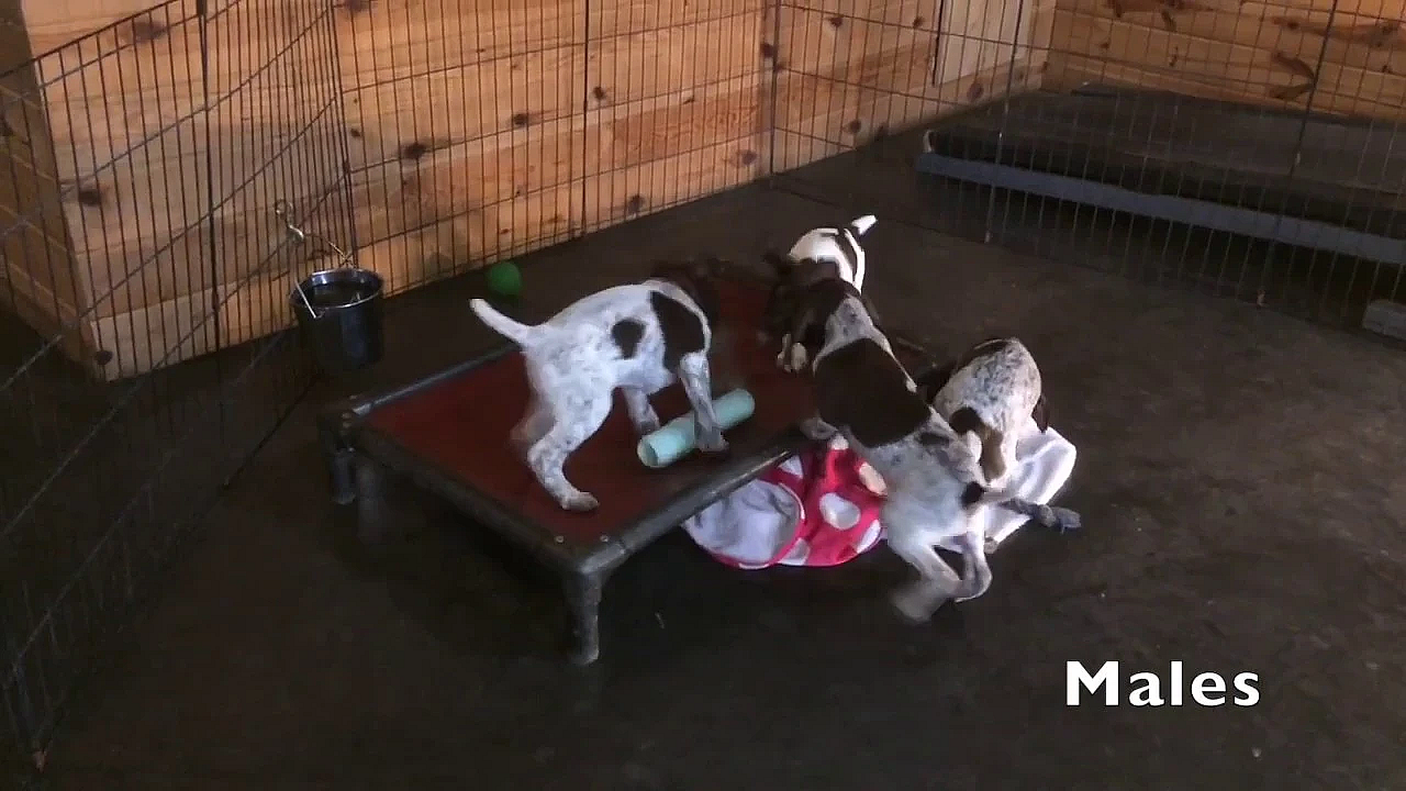 Berta X Grouser 10-14-18 Gsp Puppies