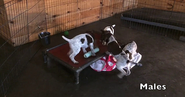 Berta X Grouser 10-14-18 Gsp Puppies