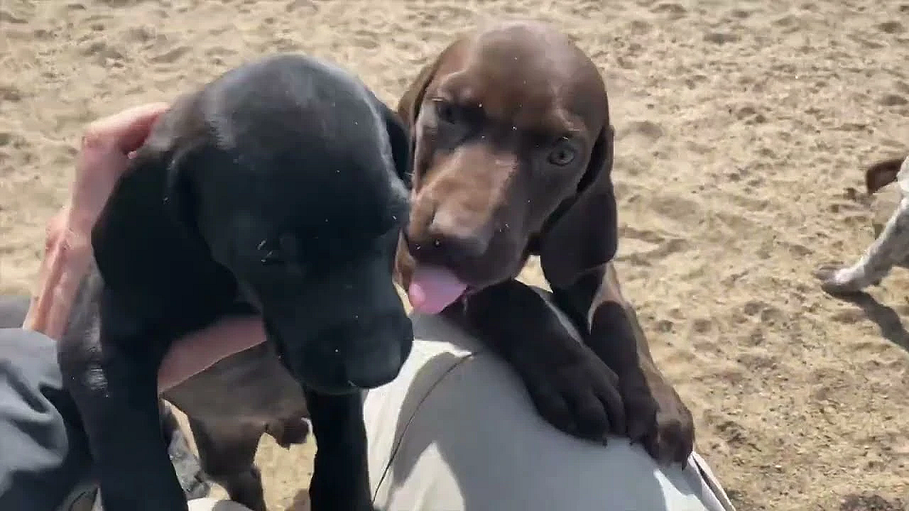 German Shorthair Puppies Lottie X Honker Litter Born 8 13 22