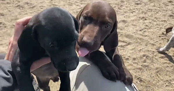 German Shorthair Puppies Lottie X Honker Litter Born 8 13 22