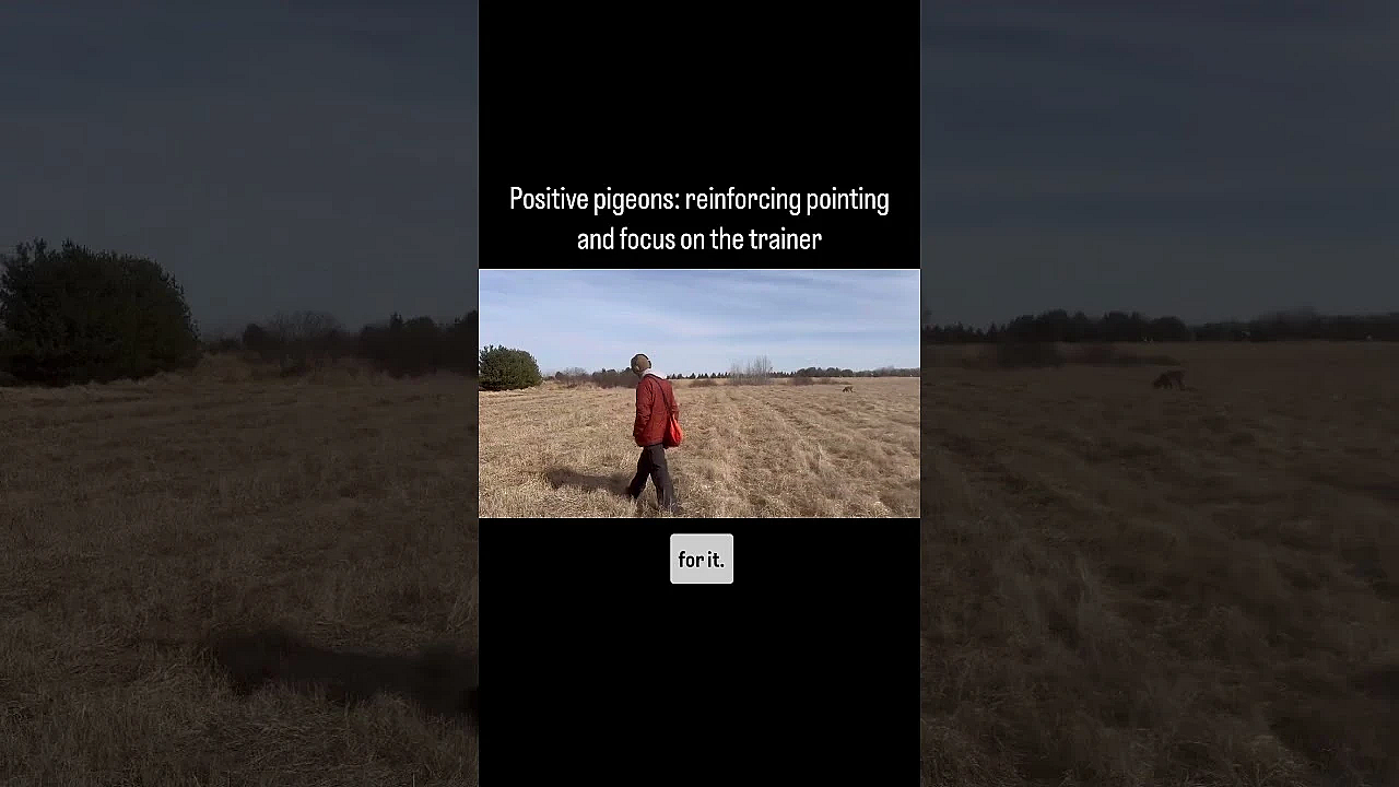 Using Pigeons For Dog Training #pointingdog #huntingdog #huntingdogtraining #gundogtraining