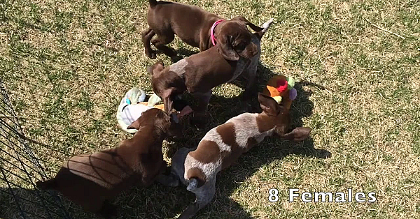 Mandy X Grouser 2019