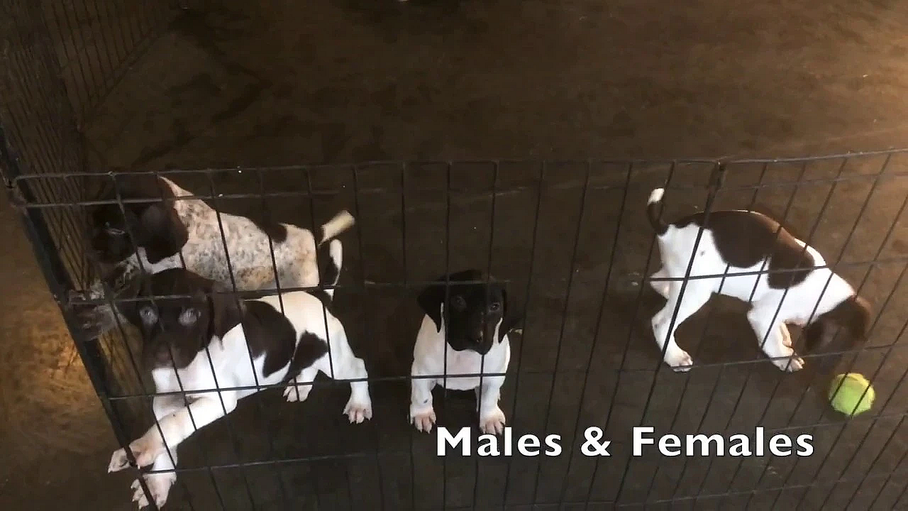 Sadie X Honker 10-14-18