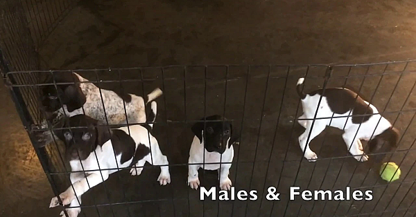 Sadie X Honker 10-14-18