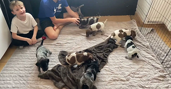 Willow Creek Aspen X Grouser Gsp Puppies Born 11 2 22