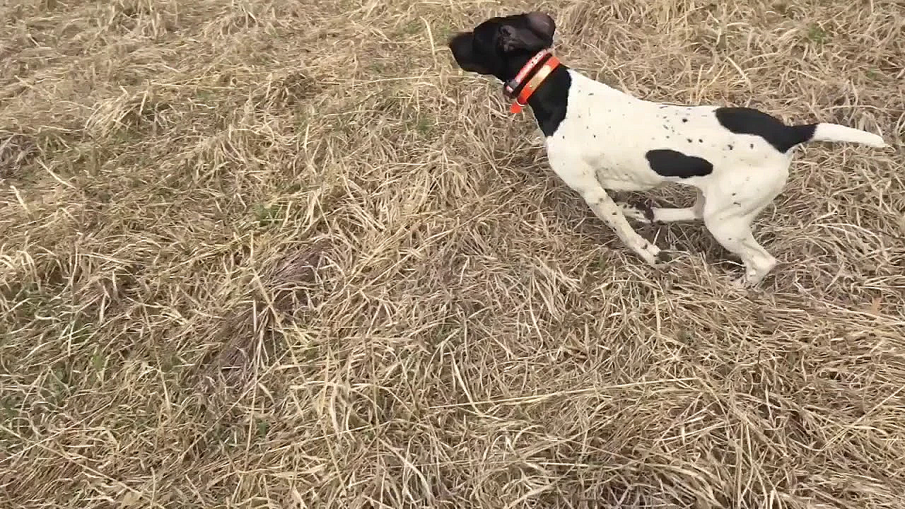 Wc Shadow (trained Dog)