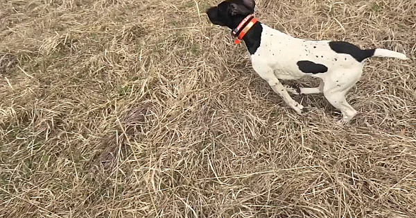 Wc Shadow (trained Dog)