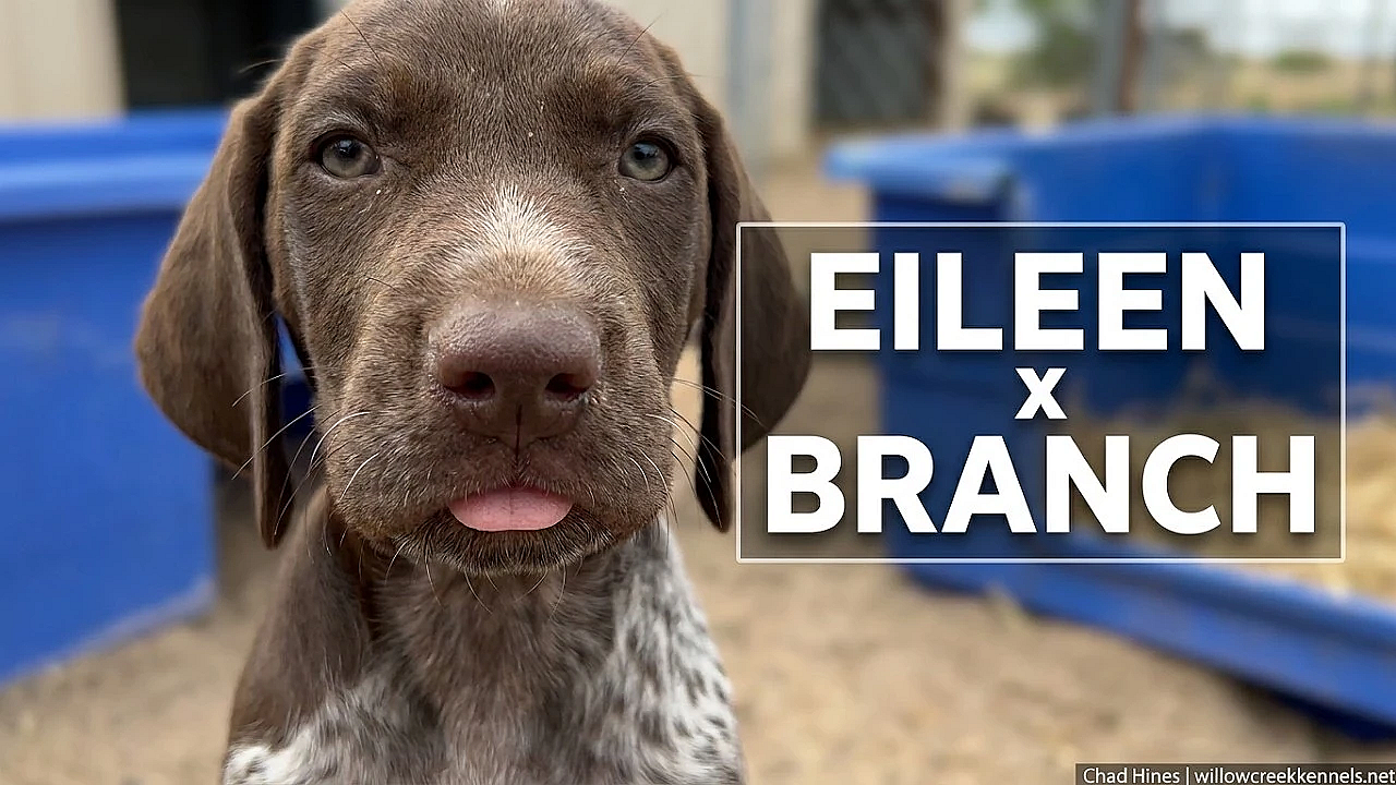 GSP Puppies - Eileen x Branch 5 8 26