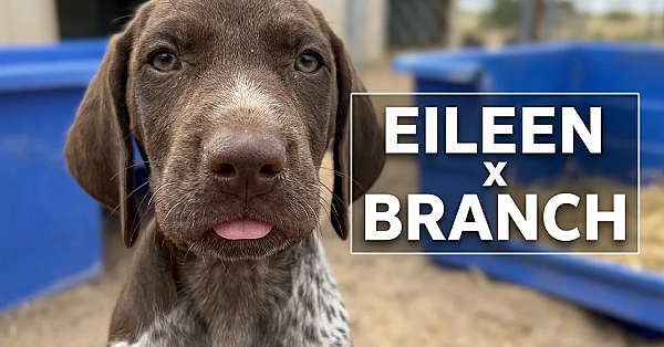 GSP Puppies - Eileen x Branch 5 8 26