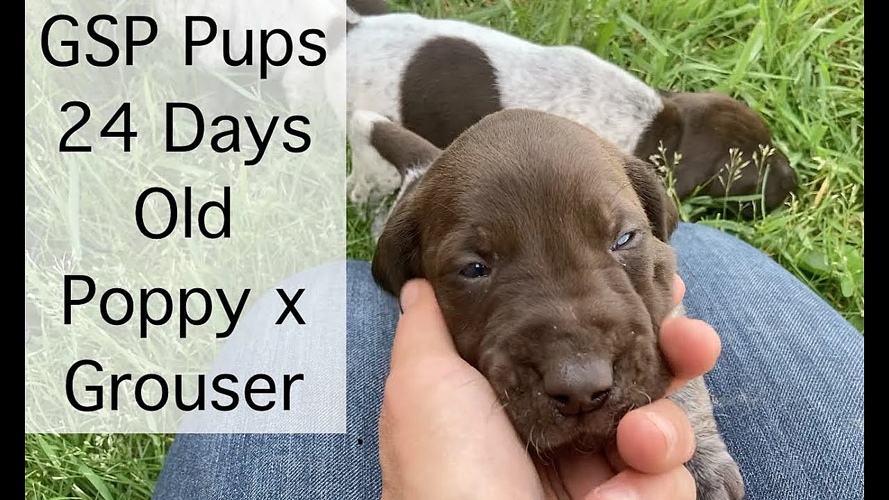 Poppy X Grouser German Shorthair Puppies -  24 Days Old