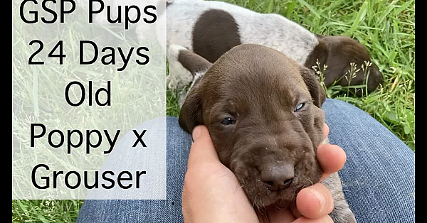Poppy X Grouser German Shorthair Puppies -  24 Days Old