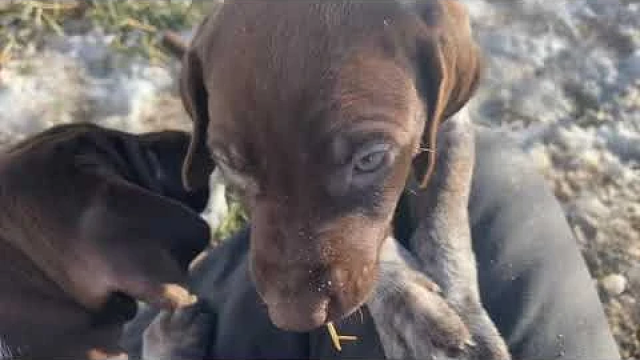 Ruby X Bob Litter Of Gsp Puppies