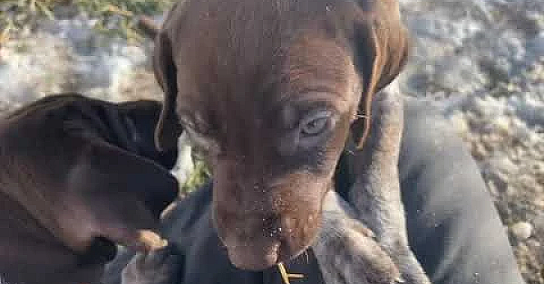 Ruby X Bob Litter Of Gsp Puppies