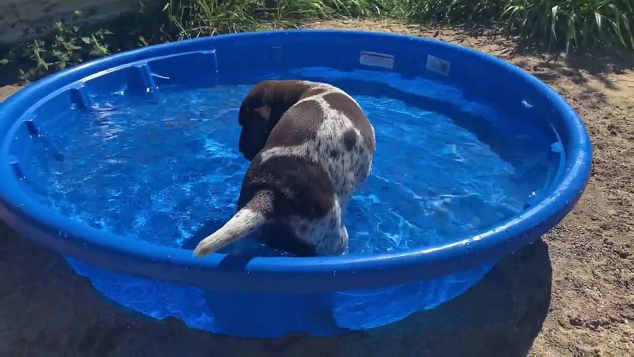 Gsp Puppies - 6 Weeks Old - Mya X Honker - Born 7/19/22