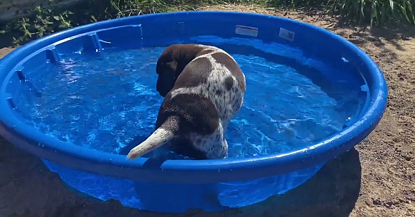 Gsp Puppies - 6 Weeks Old - Mya X Honker - Born 7/19/22