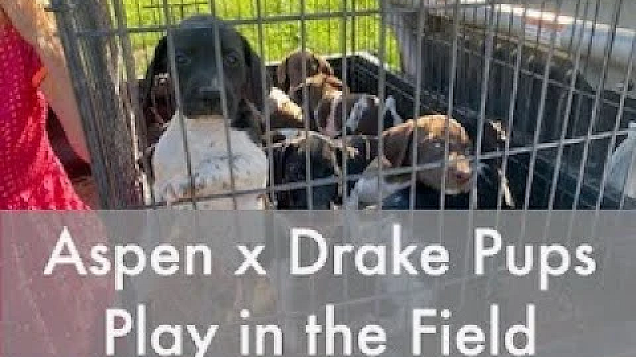 Aspen X Drake Litter Of Gsp Pups Play In The Field