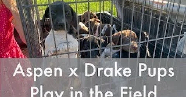 Aspen X Drake Litter Of Gsp Pups Play In The Field