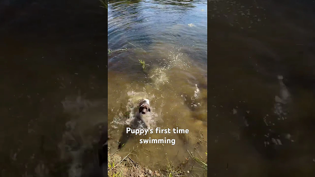 Clover’s First Time Swimming. She’s A Gsp Puppy (rose X Grouser). Honker Is A Great Teacher!