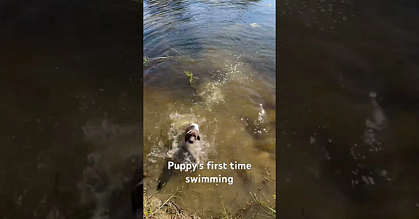 Clover’s First Time Swimming. She’s A Gsp Puppy (rose X Grouser). Honker Is A Great Teacher!