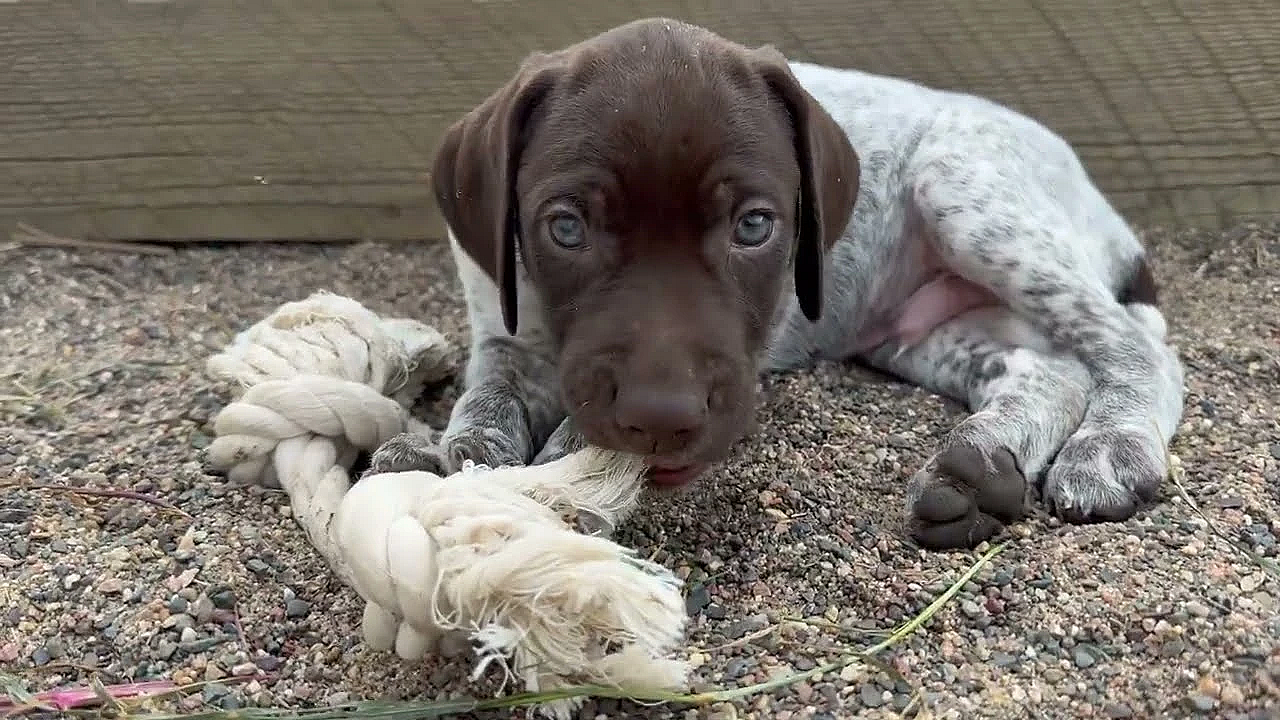 Ada X Flash Gsp Puppies Born 06 04 2025