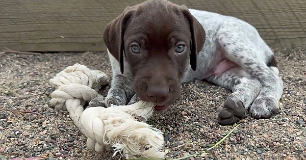 Ada X Flash Gsp Puppies Born 06 04 2025