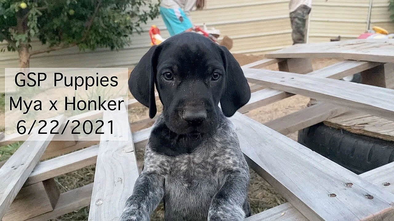 Gsp Puppies - Mya X Honker Litter