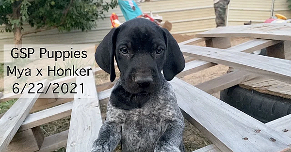 Gsp Puppies - Mya X Honker Litter
