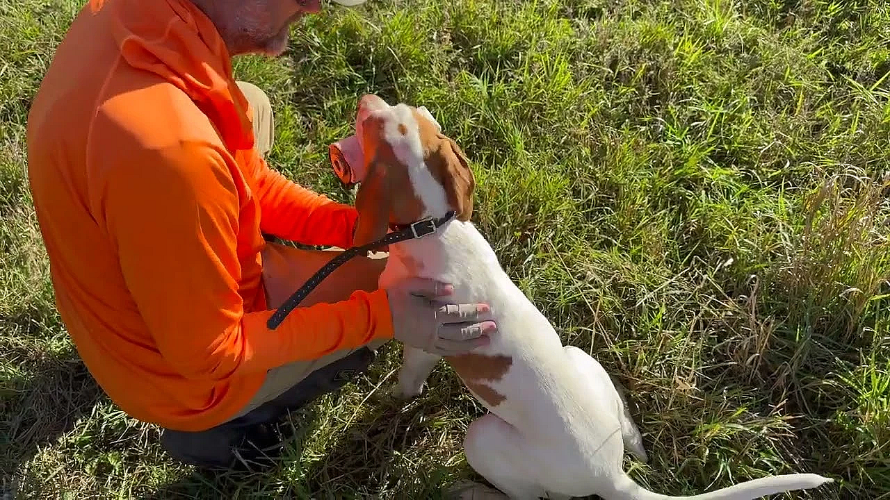 Easy Way To Introduce Gunfire To Your Puppy